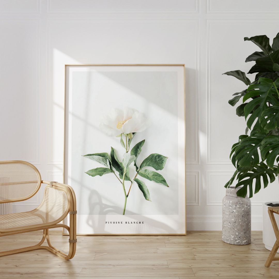 Pivoine Blanche