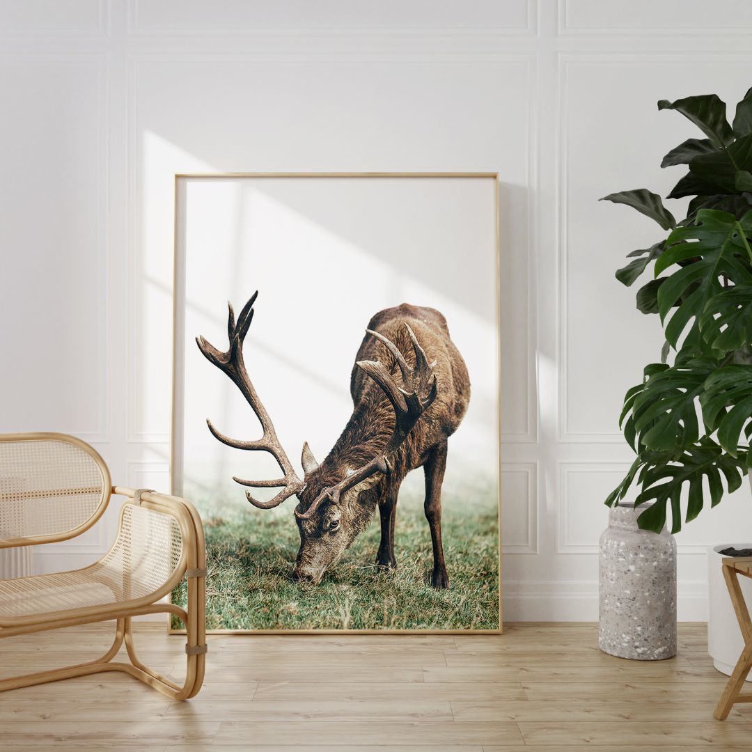 Mountain Deer