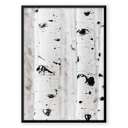 Oak Tree