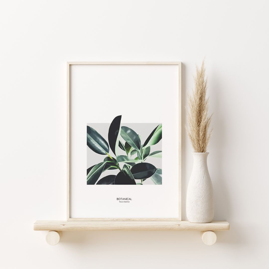 Ficus Elastica