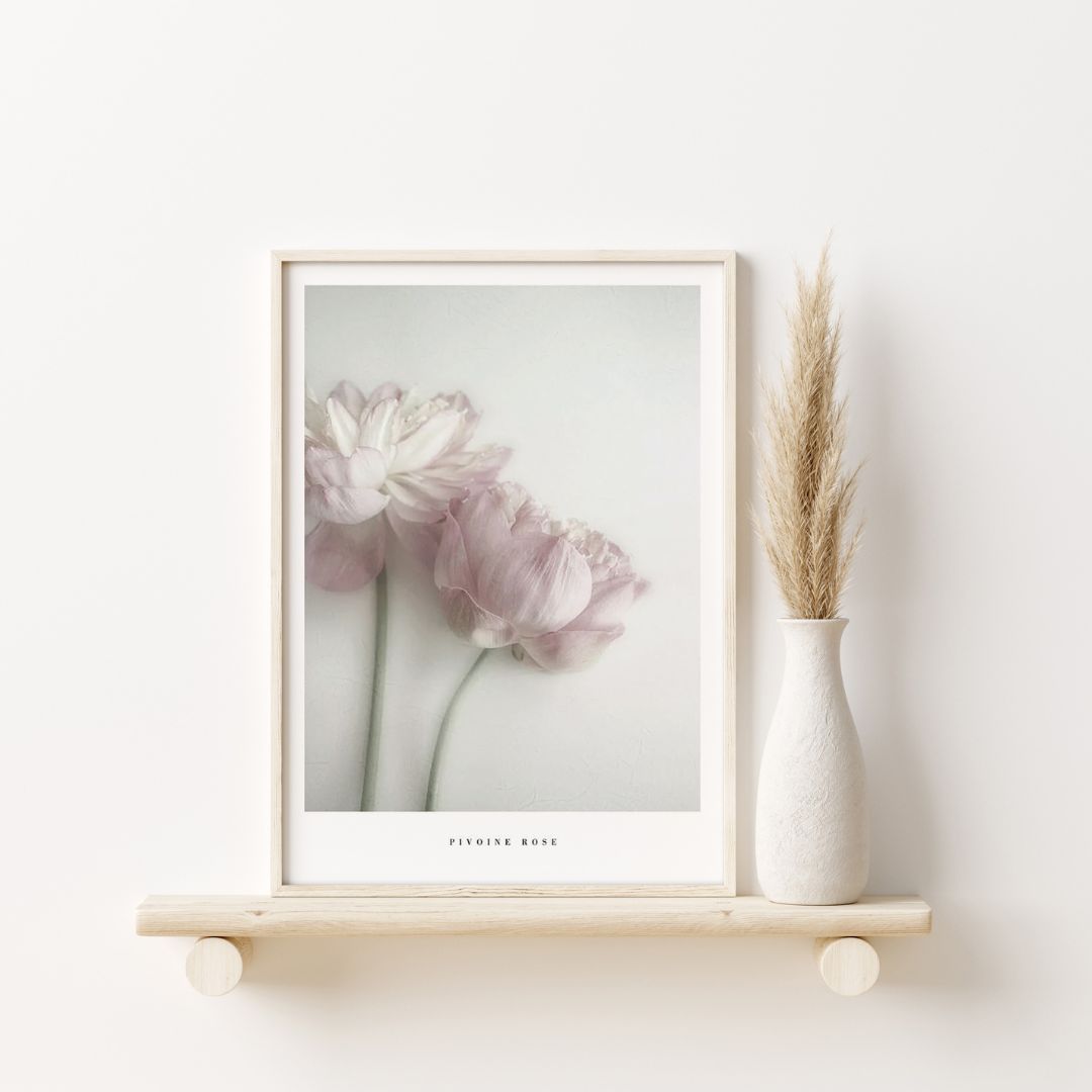 Pivoine Rose