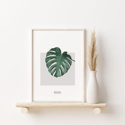 Monstera