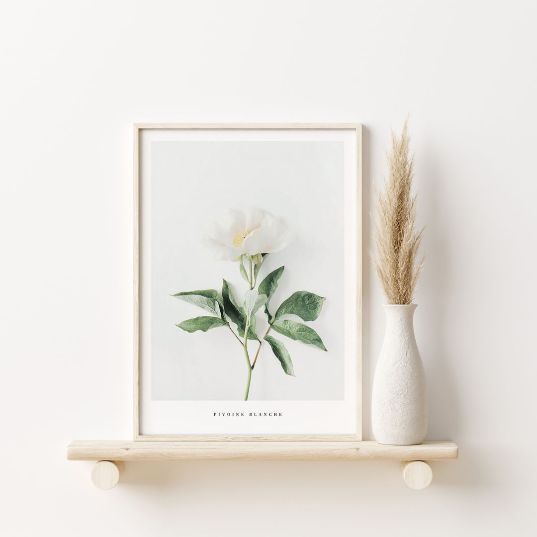 Pivoine Blanche