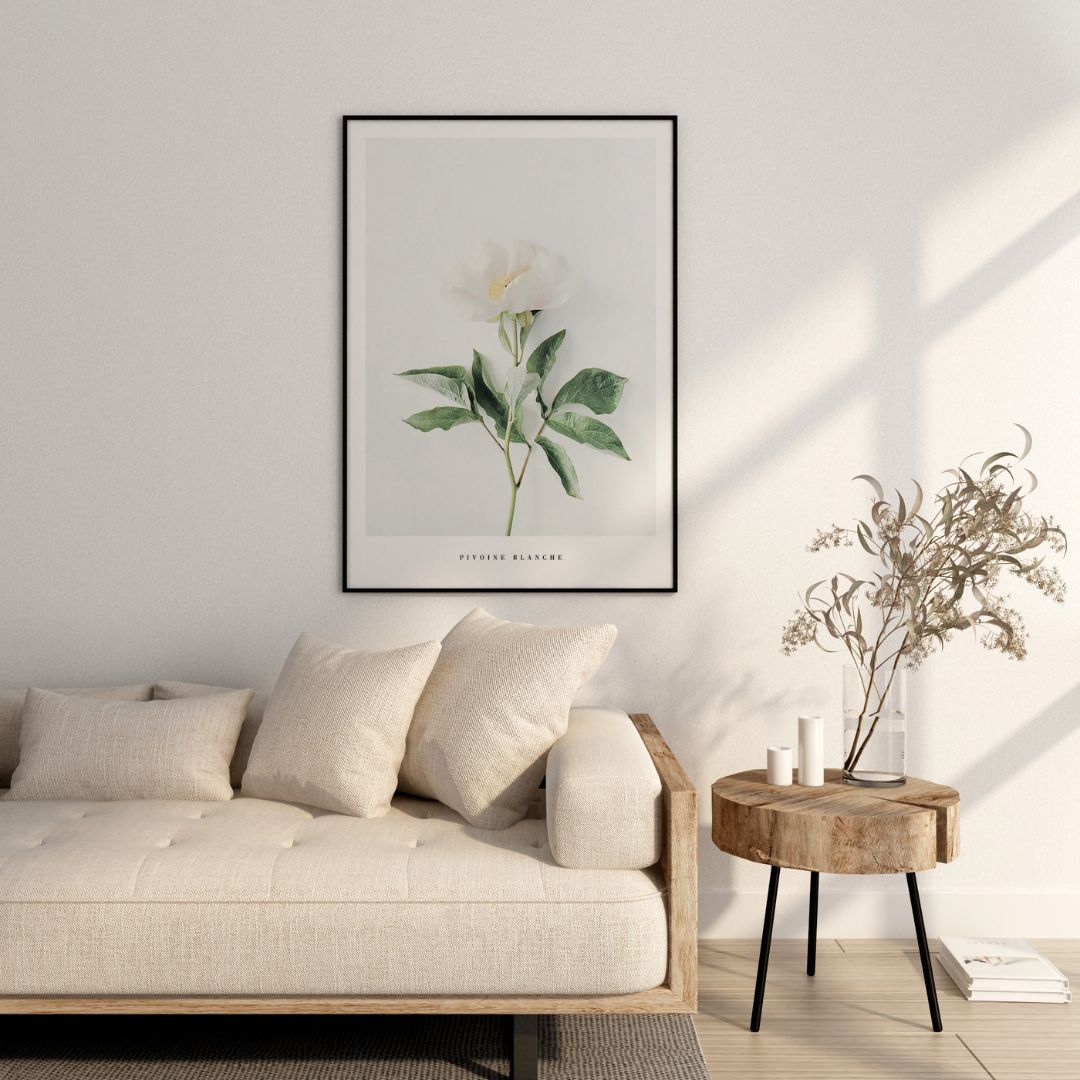 Pivoine Blanche