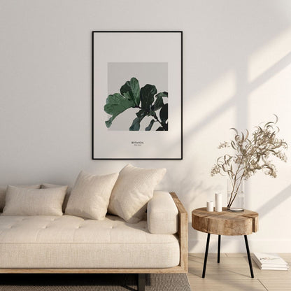 Ficus Lyrata