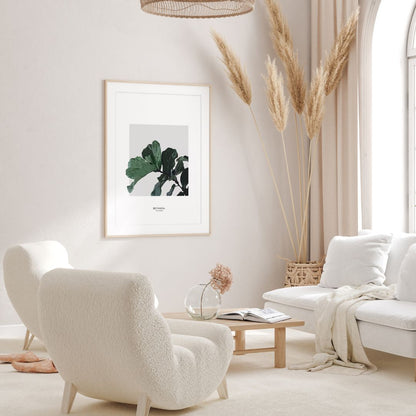 Ficus Lyrata
