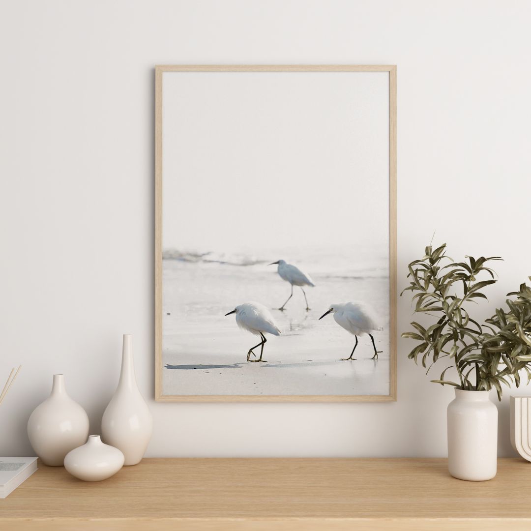 Sea Birds
