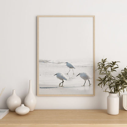 Sea Birds