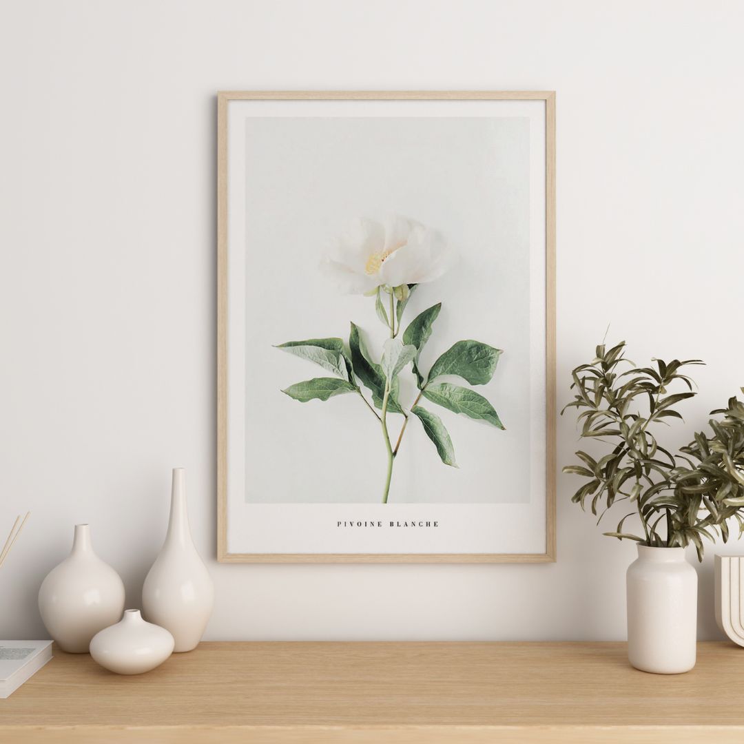 Pivoine Blanche