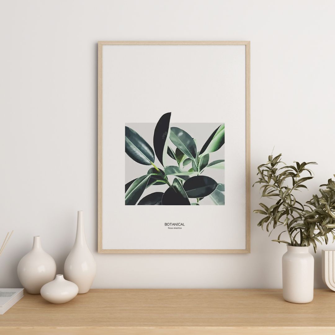 Ficus Elastica