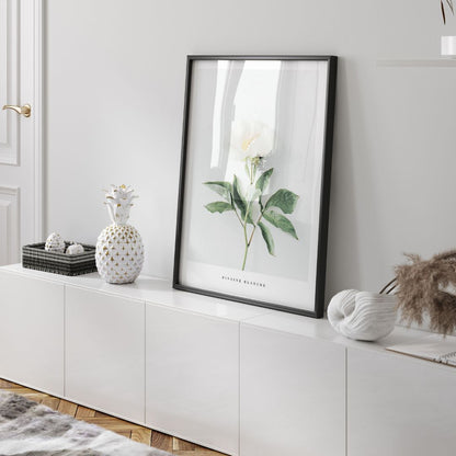 Pivoine Blanche