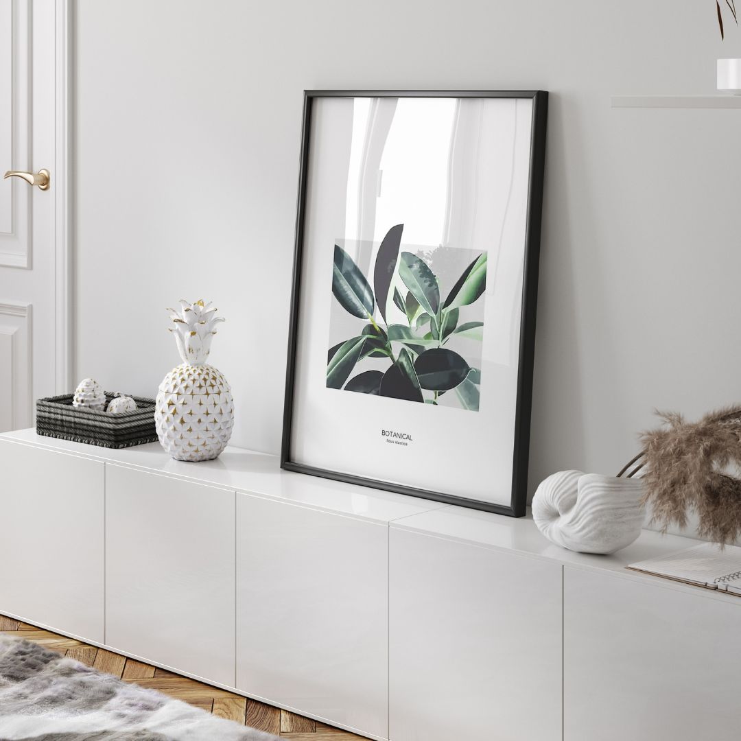Ficus Elastica