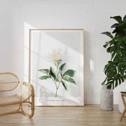 Pivoine Blanche