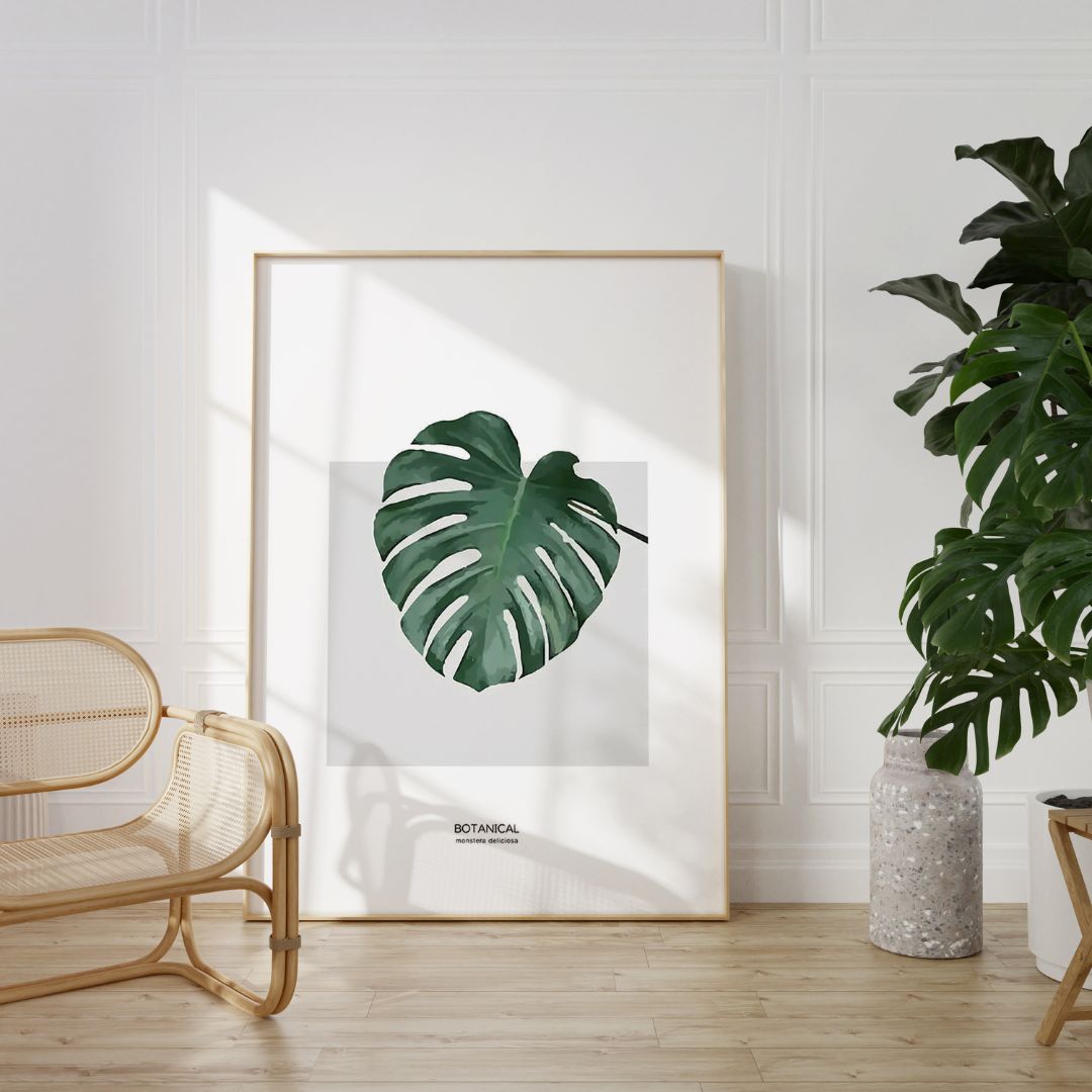 Monstera