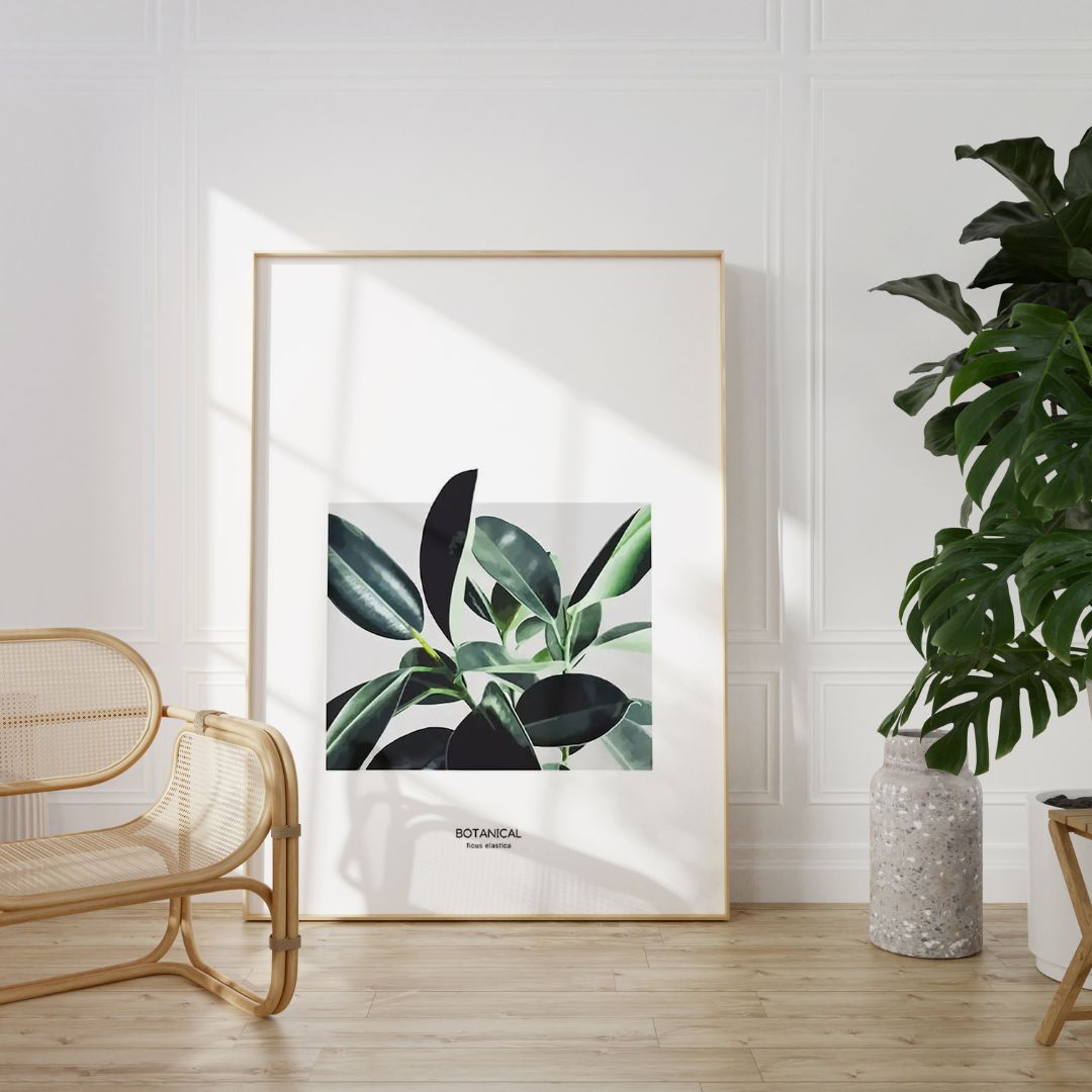 Ficus Elastica