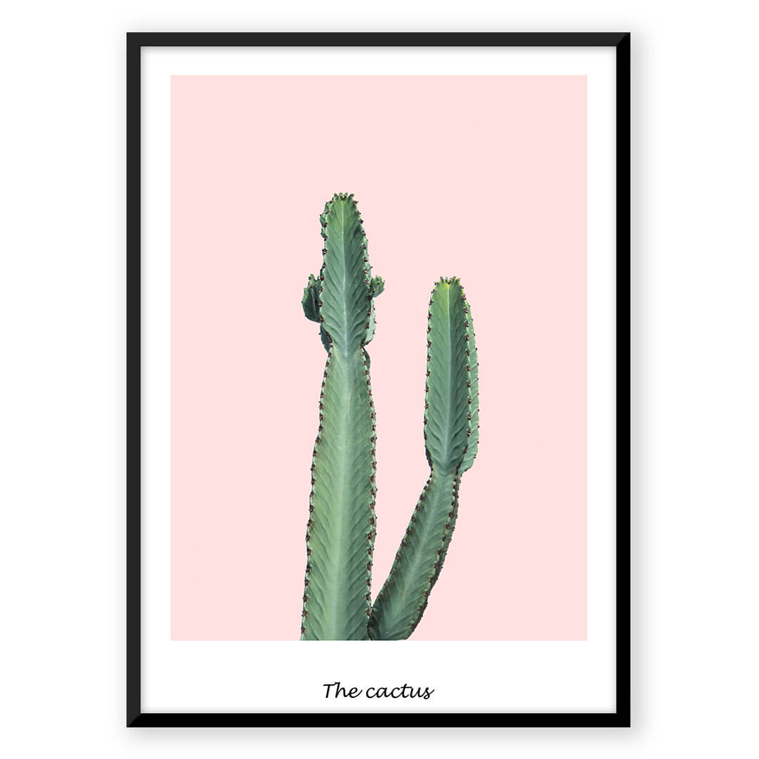 Pink Cactus