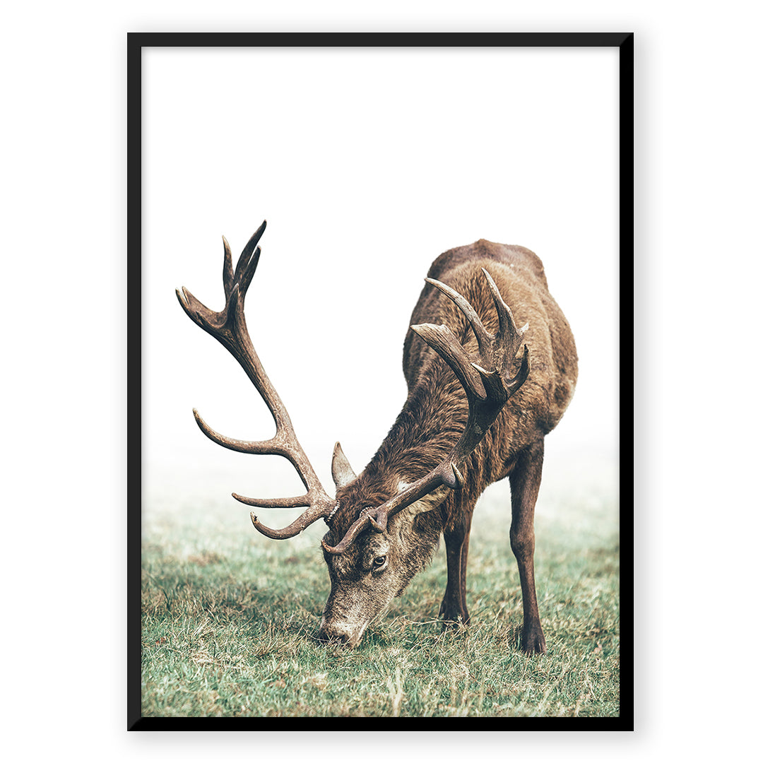 Mountain Deer