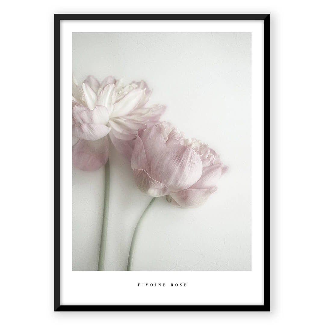Pivoine Rose