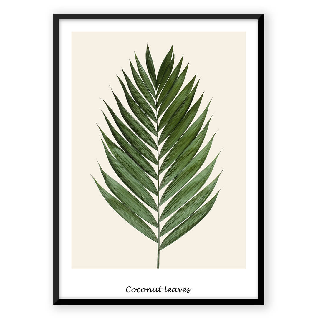 Coconut Leaves