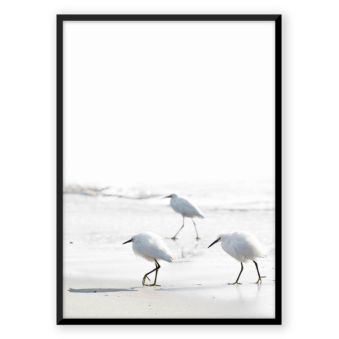 Sea Birds