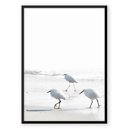 Sea Birds