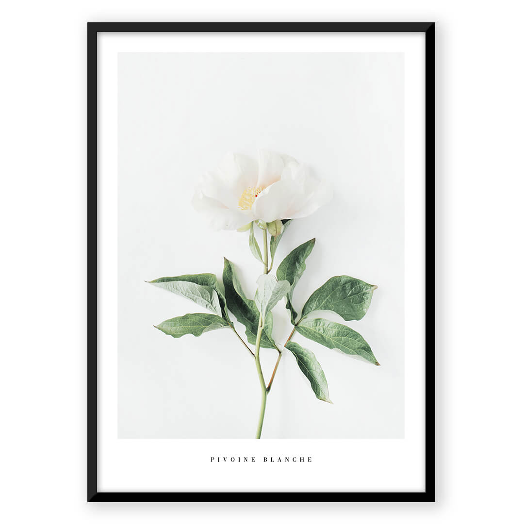 Pivoine Blanche