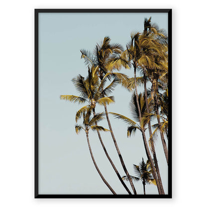 Coconut Tree