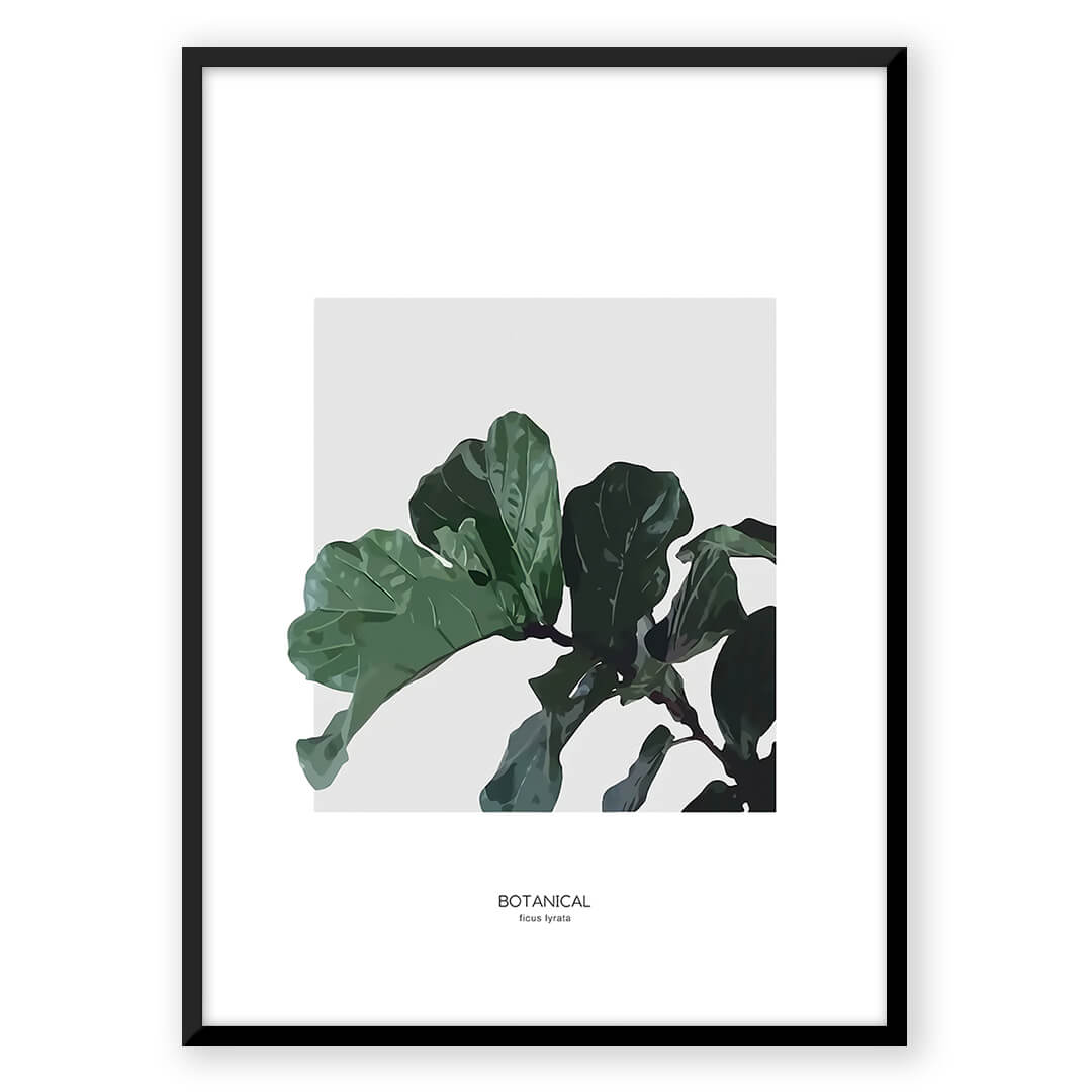 Ficus Lyrata