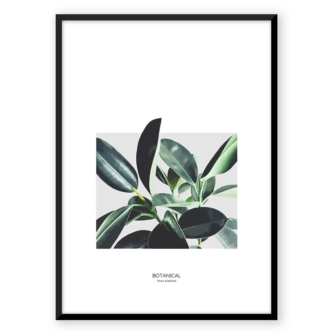 Ficus Elastica