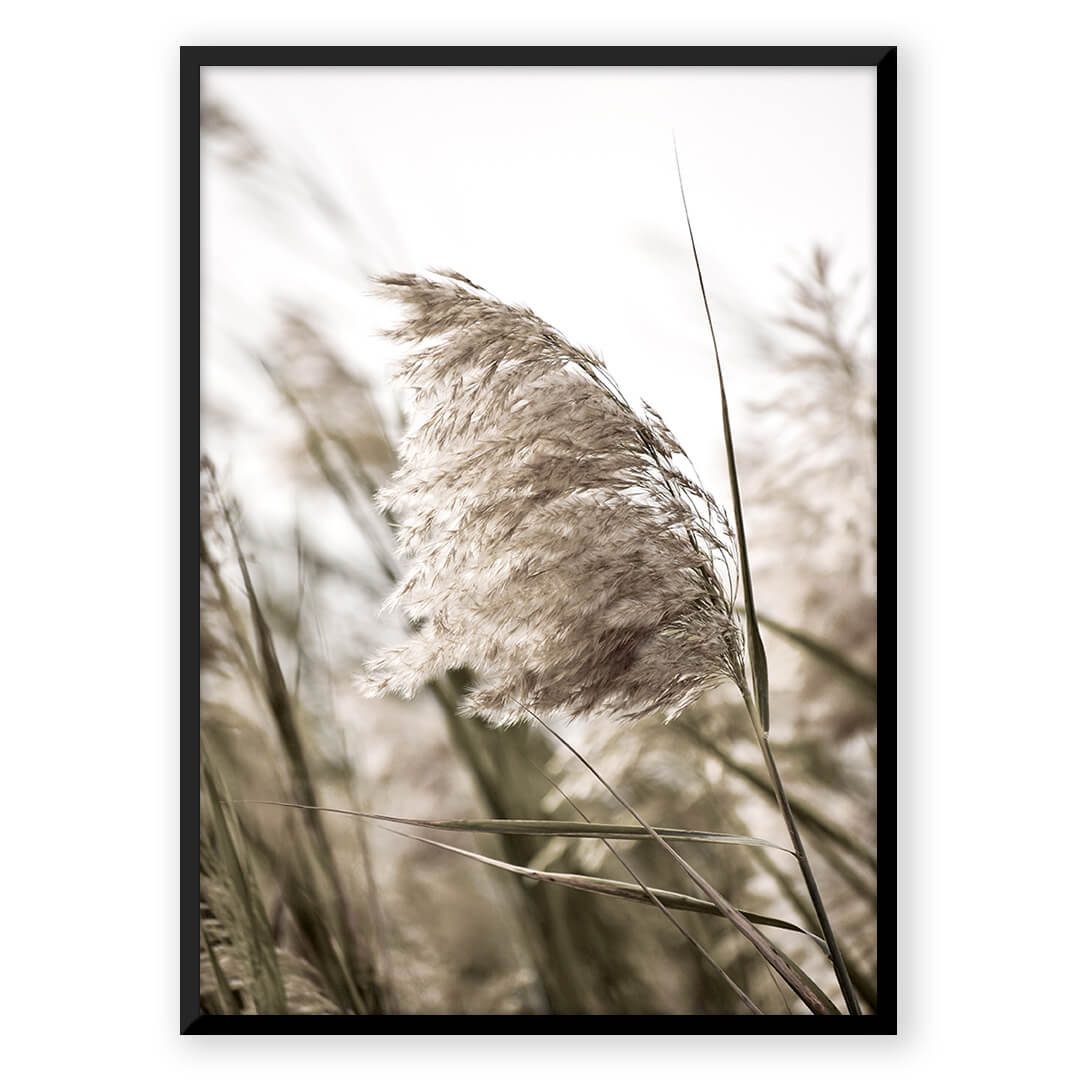 Pampas