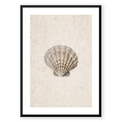 Sea Shell